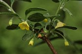 Capsicum rhomboideum | Chilli semena