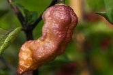 Peach Bhut x Golden Bhut | Chilli semena