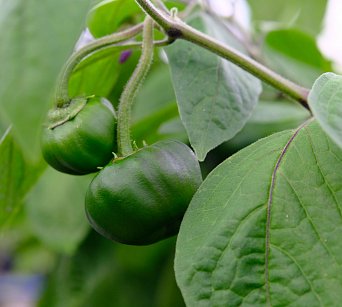 Rocoto de la Selva Oaxapampa