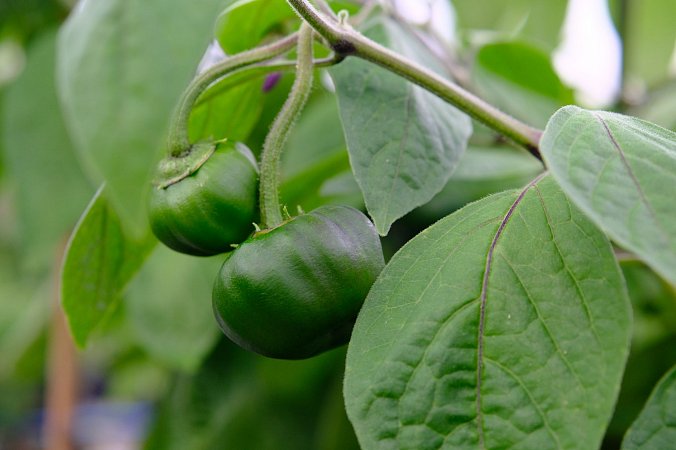 Rocoto de la Selva Oaxapampa | Chilli semena