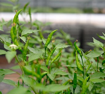 Cabai Chilli Tree