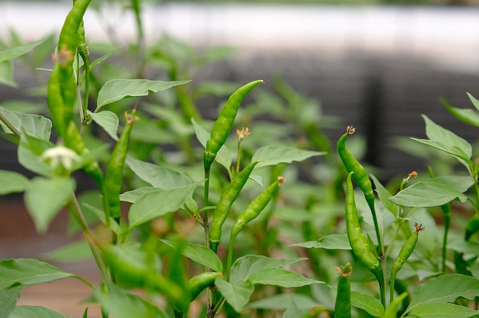 Cabai Chilli Tree | Chilli semena