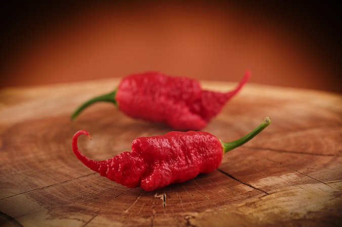 Fadda's Poison Tail Red F6 | Chilli semena