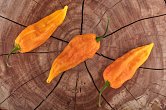 Bhut Jolokia Yellow | Chilli semena