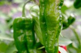 Pimientos de Padrón | Chilli semena