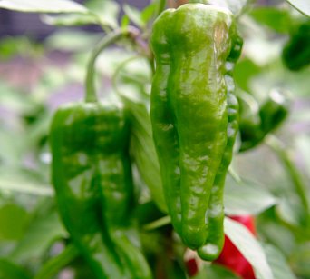 Pimientos de Padrón