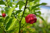 7 Pot SR | Chilli semena