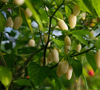 Habanero Peruvian White