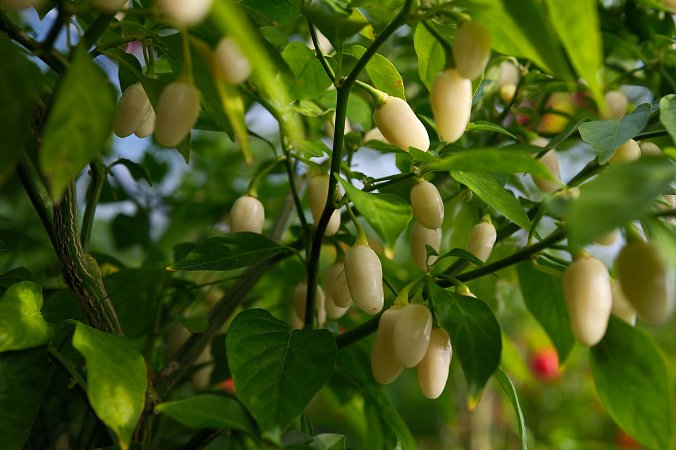 Habanero Peruvian White | Chilli semena