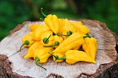 Bhut Jolokia Yellow | Chilli semena