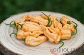 Bhut Jolokia Purple Peach | Chilli semena