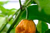 BBG7 x Moruga Peach | Chilli semena