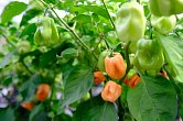 Rogers Giant Peach Habanero  | Chilli semena