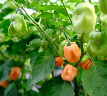 Rogers Giant Peach Habanero 