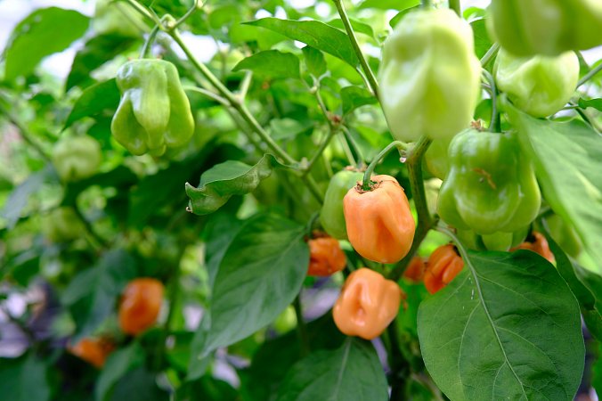 Rogers Giant Peach Habanero  | Chilli semena