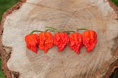 Carolina Reaper HP22B | Chilli semena