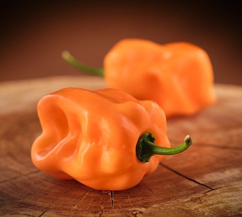 Rogers Giant Peach Habanero 