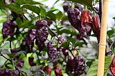 Fox Purple Ghost Gnarly Ruby | Chilli semena