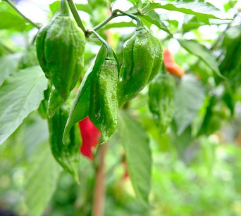 Trinidad Scorpion Butch Taylor