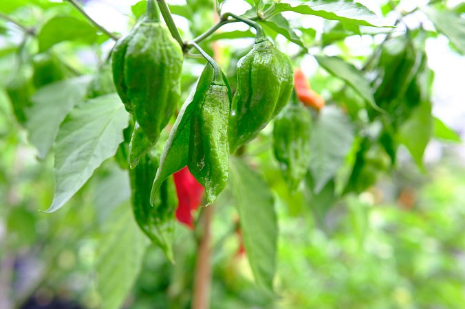 Trinidad Scorpion Butch Taylor | Chilli semena