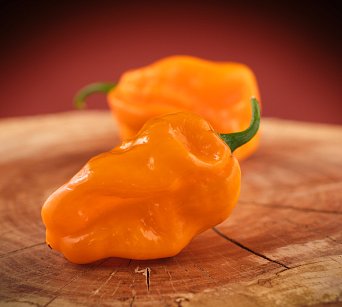 Habanero Montego Bay