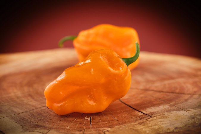 Habanero Montego Bay | Chilli semena