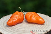 Rocoto San Pedro Orange | Chilli semena