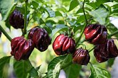 Scotch Bonnet Chocolate | Chilli semena