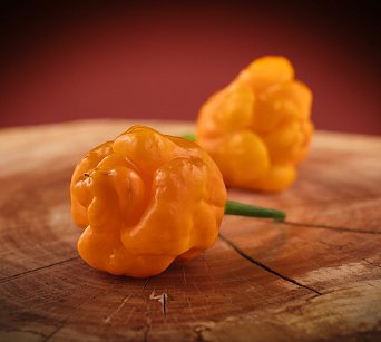 Papa Joe's Scotch Bonnet