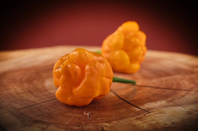 Papa Joe's Scotch Bonnet | Chilli semena