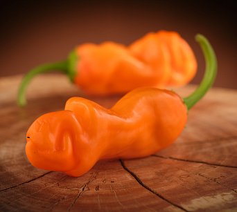 Orange Penis (Peter) Pepper