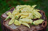 Bhut Jolokia White W Strain | Chilli semena