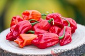 Pimenta de Cheiro Red | Chilli semena