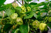 Scotch Bonnet Marabella Market Yellow | Chilli semena