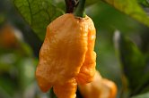 Fox Dark Naga Orange | Chilli semena