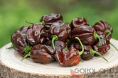 Habanero Chocolate | Chilli semena