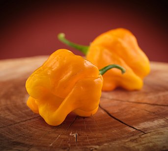 Habanero Big Sun