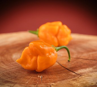 Trinidad Scorpion Yellow