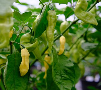 Bhut Jolokia White JW (54)