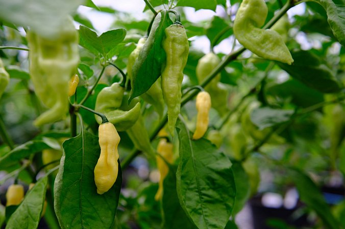 Bhut Jolokia White JW (54) | Chilli semena