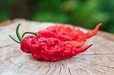 Bhut Jolokia Red Giant | Chilli semena