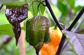 Fox Dark Naga Orange | Chilli semena