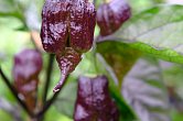 Fox Dark Naga Orange | Chilli semena