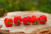 Carolina Reaper HP22B | Chilli semena