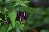 Bolivian Rainbow | Chilli semena