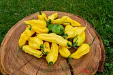 Naga Yellow | Chilli semena