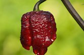 7 Pot Lava x Testanera Red | Chilli semena