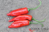 Aji Norteno | Chilli semena