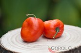 Rocoto Puno Pica Orange | Chilli semena