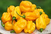 Habanero Big Sun | Chilli semena